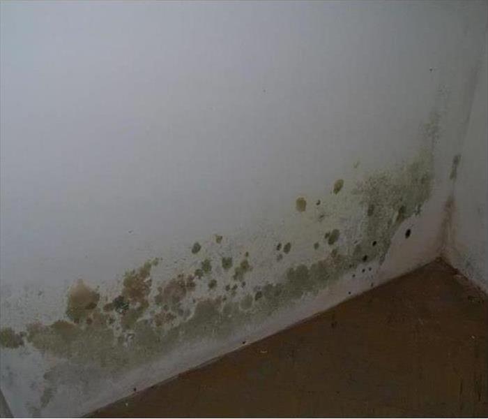 Green mold growth on the bottom of a wall