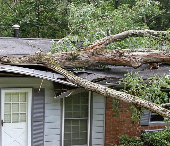 Tree branch over roof of a house
