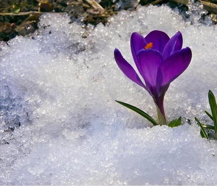 Purple flower on ice